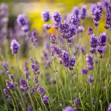 Load image into Gallery viewer, Close-up of a field of lavender flowers with a blurred background